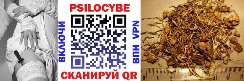 KRAKEN ссылки  Ахтырский  Псилоцибиновые грибы мицелий 